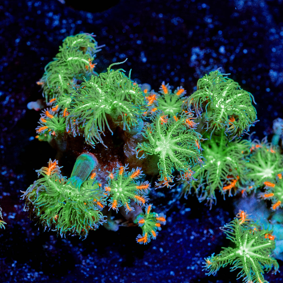 ARC Firework Clove polyps 