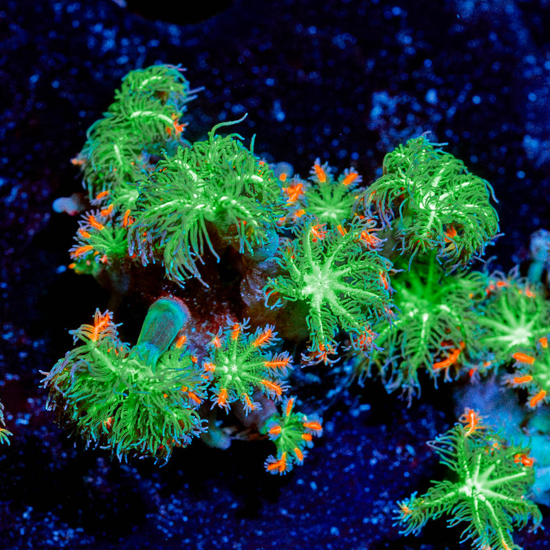 ARC Firework Clove polyps