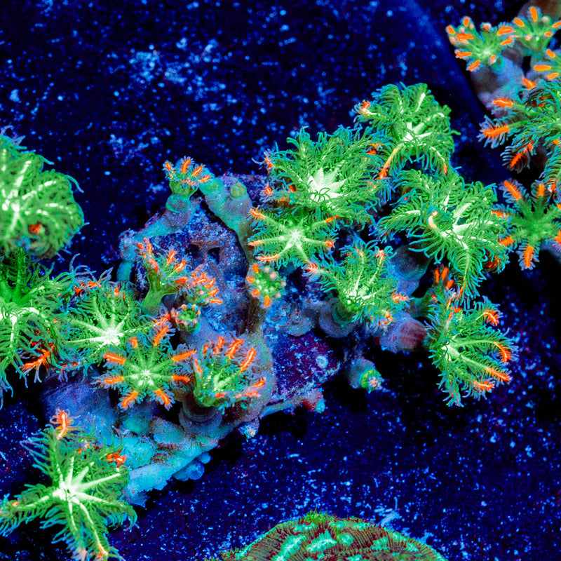 ARC Firework Clove polyps