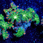 ARC Firework Clove polyps 