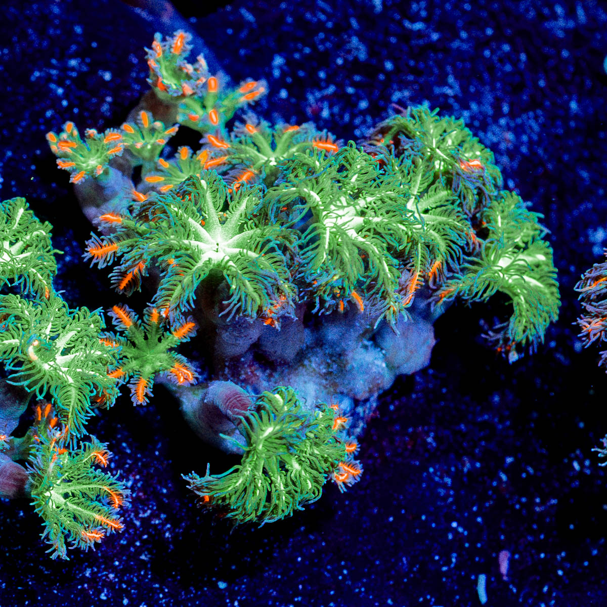 ARC Firework Clove polyps 