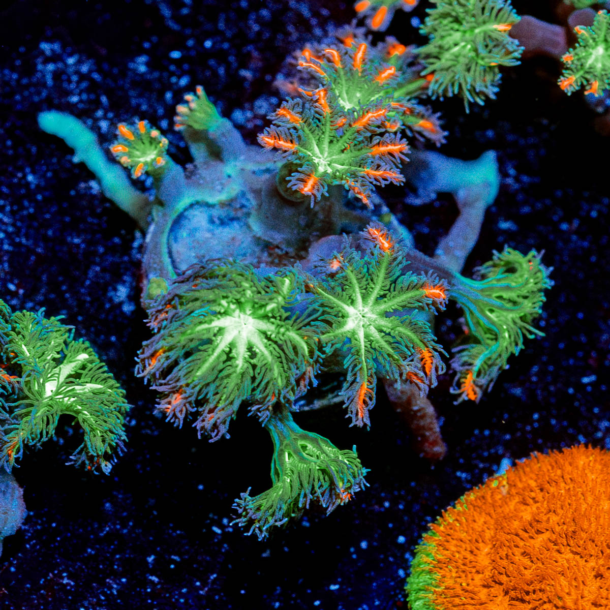 ARC Firework Clove polyps 