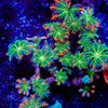 ARC Firework Clove polyps 