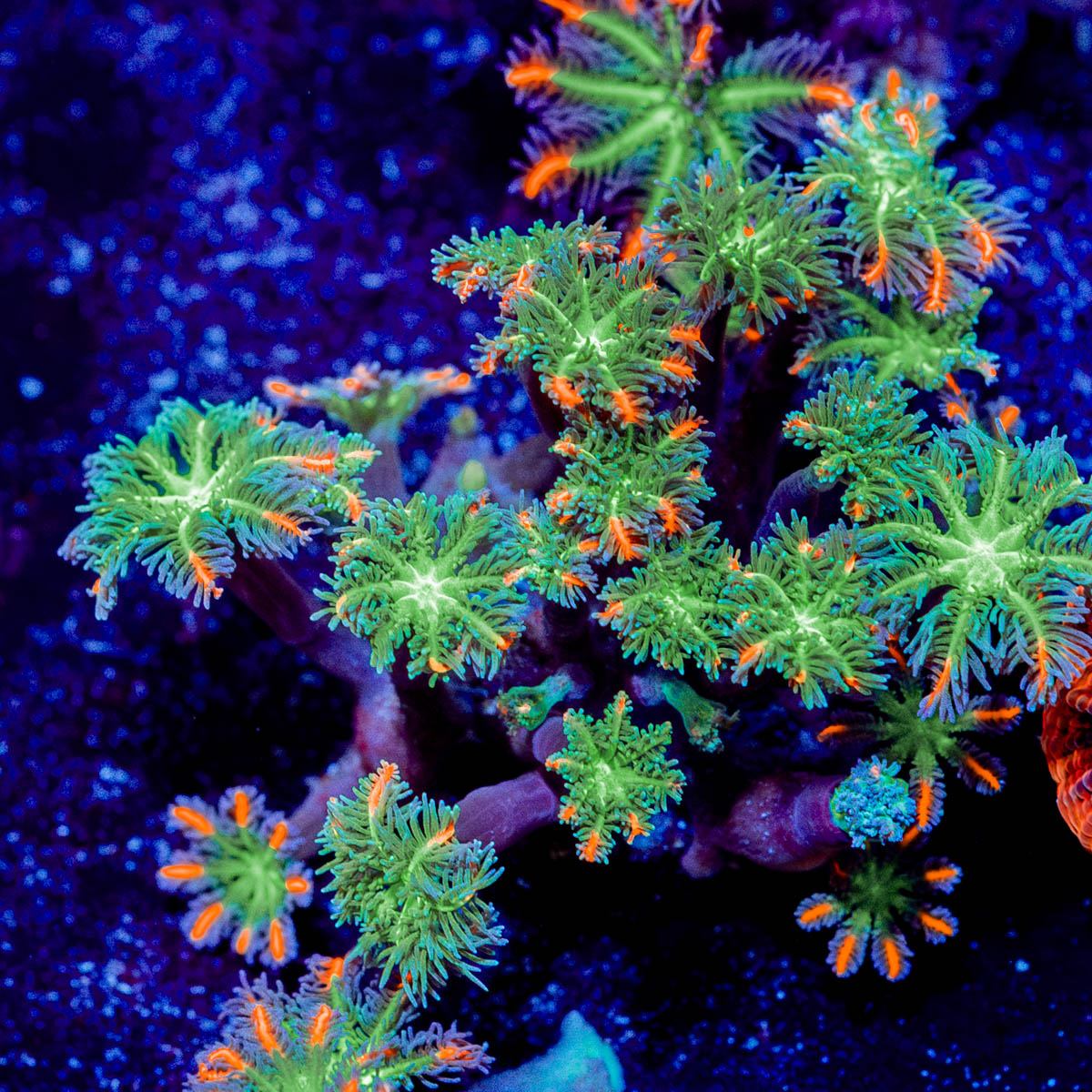 ARC Firework Clove polyps 