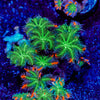 ARC Firework Clove polyps 