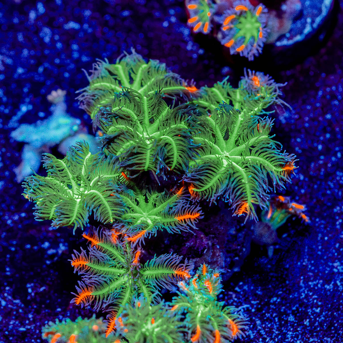 ARC Firework Clove polyps 