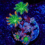 ARC Firework Clove polyps 