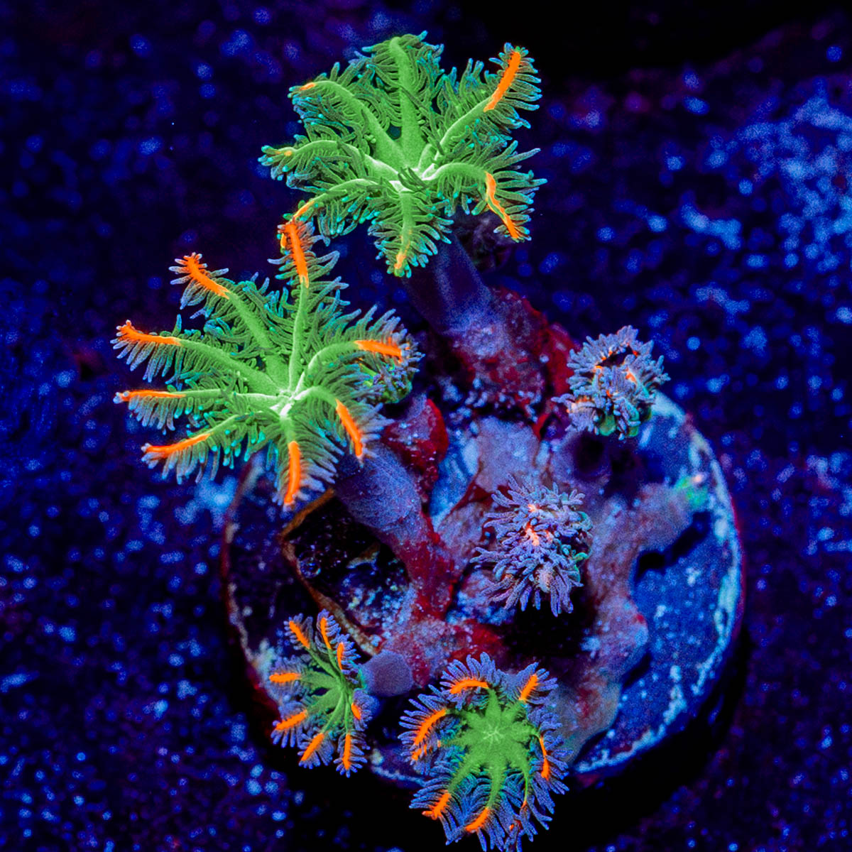 ARC Firework Clove polyps 