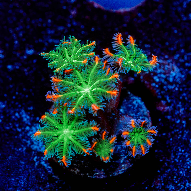 ARC Firework Clove polyps
