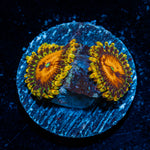 Piranha Plants Zoanthid Coral colony growth in reef aquarium