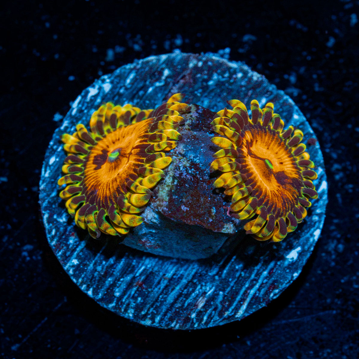 Piranha Plants Zoanthid Coral colony growth in reef aquarium