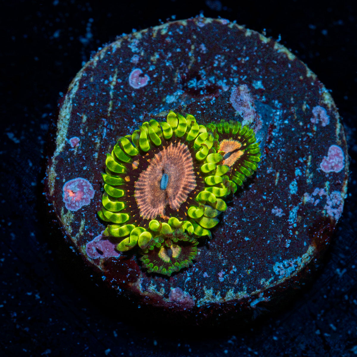 Purple Monsters Zoanthid Coral with colony growth in reef aquarium