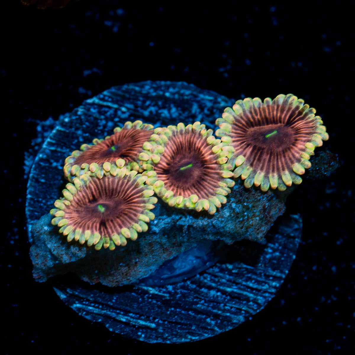 Lunar Lemonaids Zoanthid Coral colony growth in reef aquarium