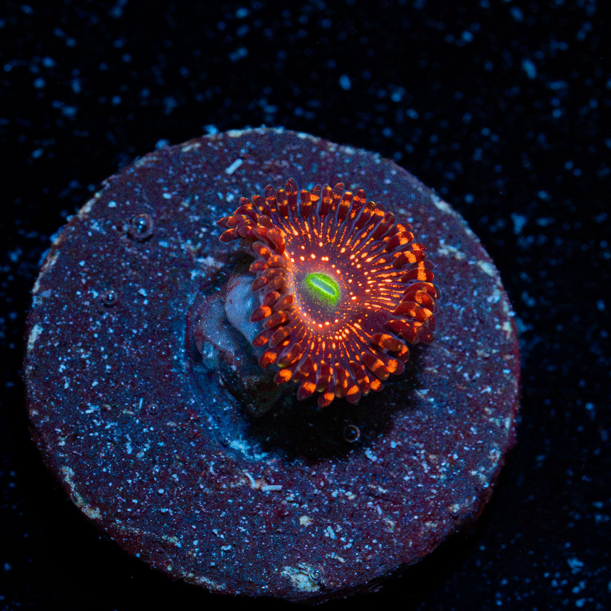 Illuminati Zoanthid Coral with colony growth in reef aquarium