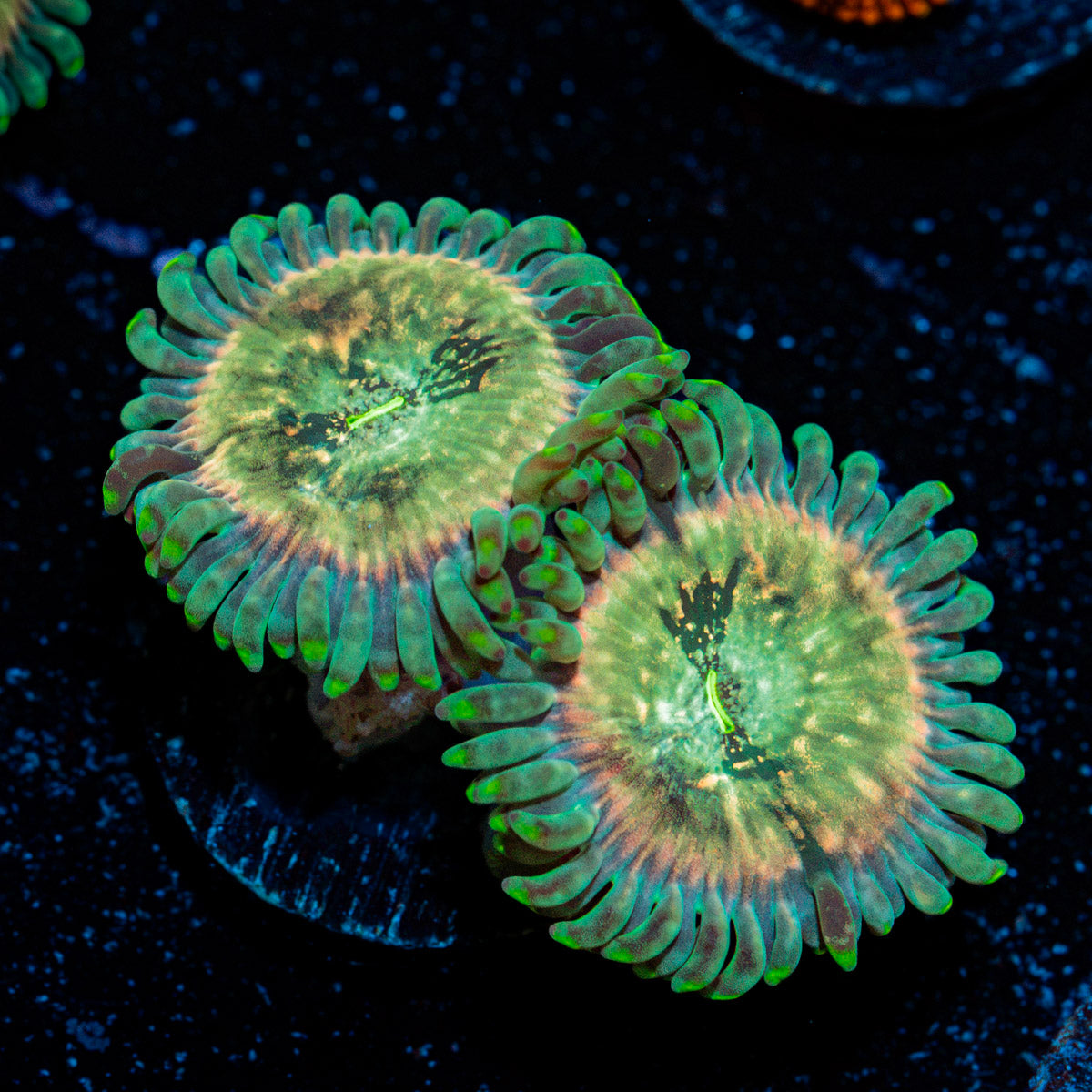 Milky Way Zoanthids Coral colony growth in reef aquarium