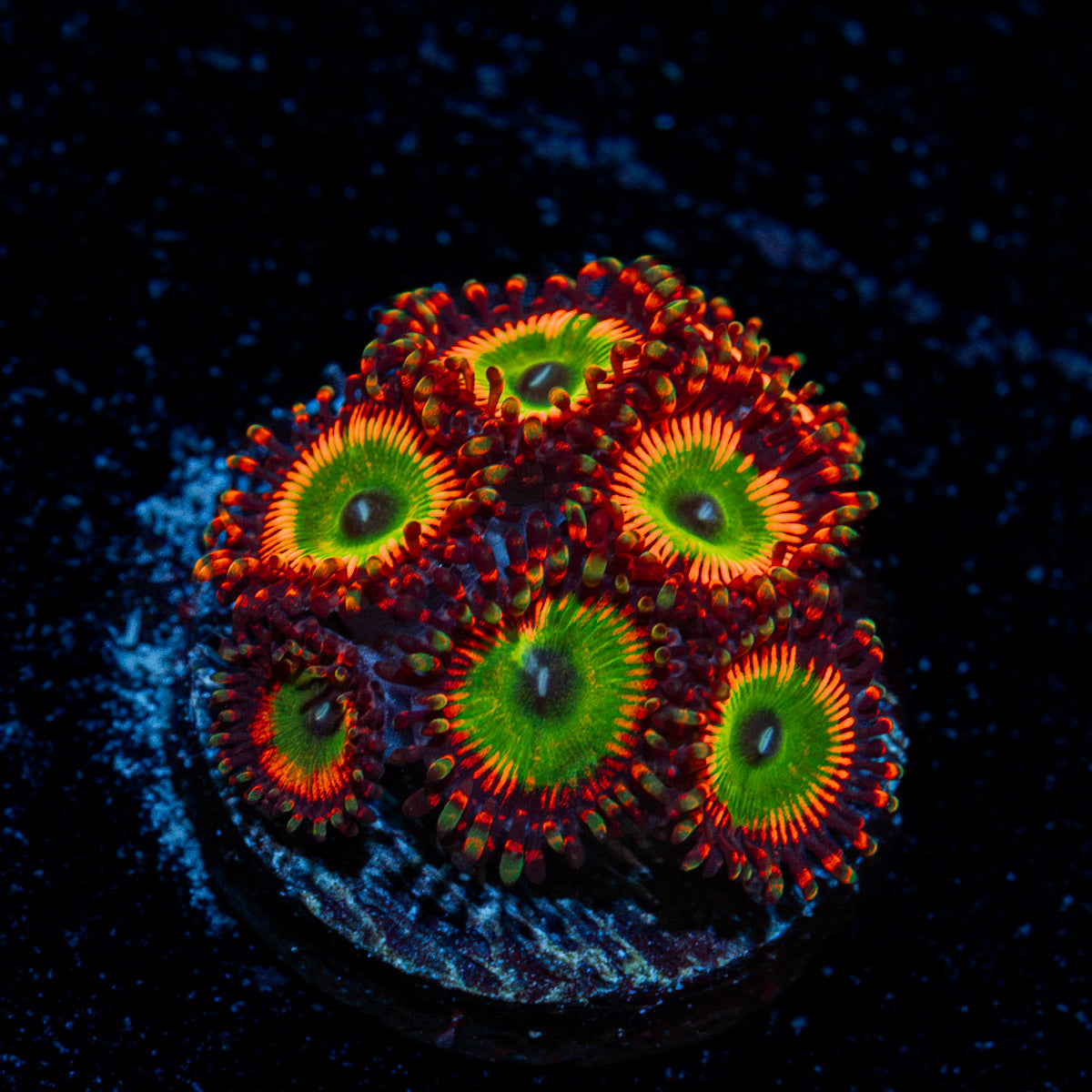 Bowsers Zoanthid Coral with colony growth in reef aquarium