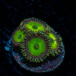 Candy Apple Green Zoanthid Coral colony growth in reef aquarium
