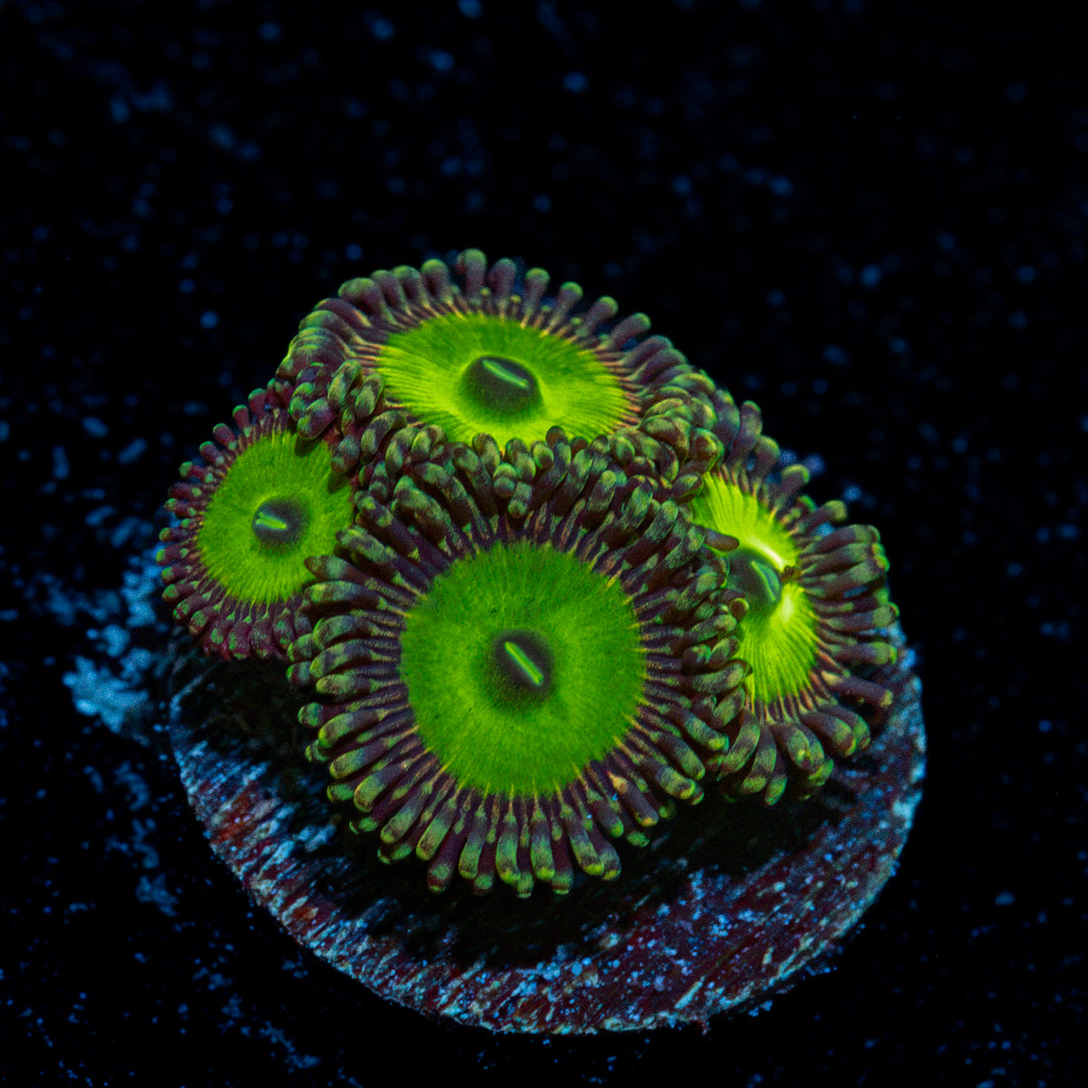Candy Apple Green Zoanthid Coral colony growth in reef aquarium