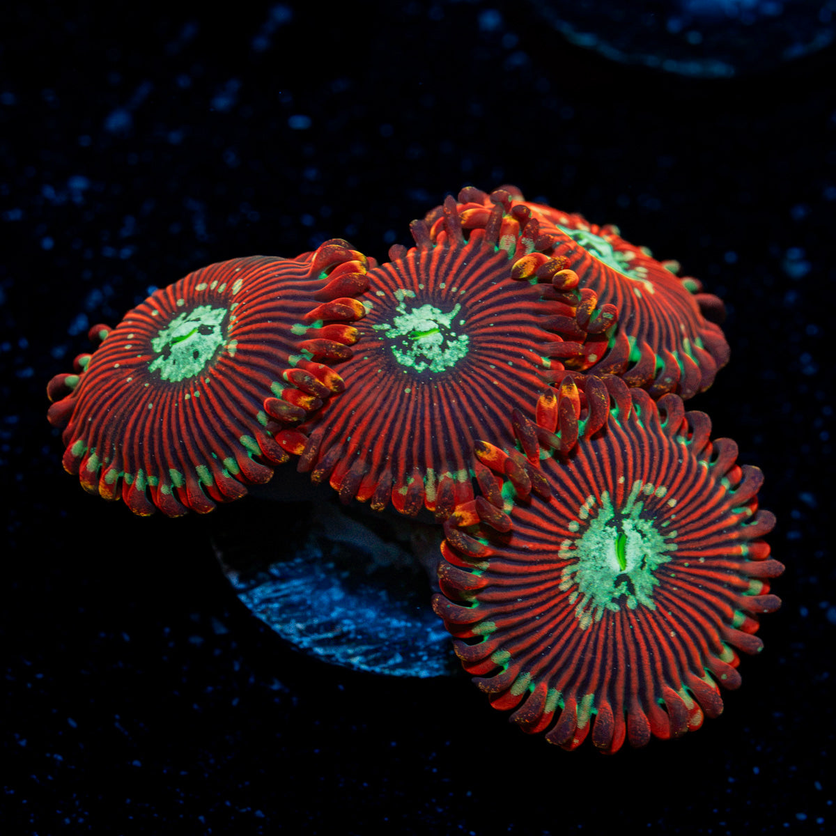 Dark Magician Zoanthid Coral colony growth in reef aquarium