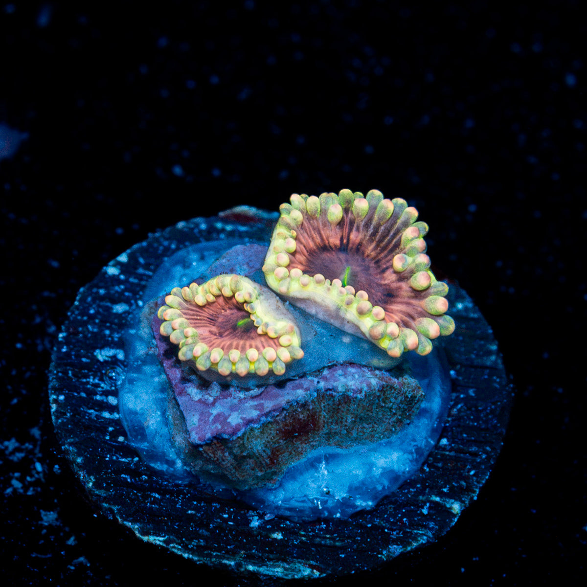 Lunar Lemonaids Zoanthid Coral colony growth in reef aquarium