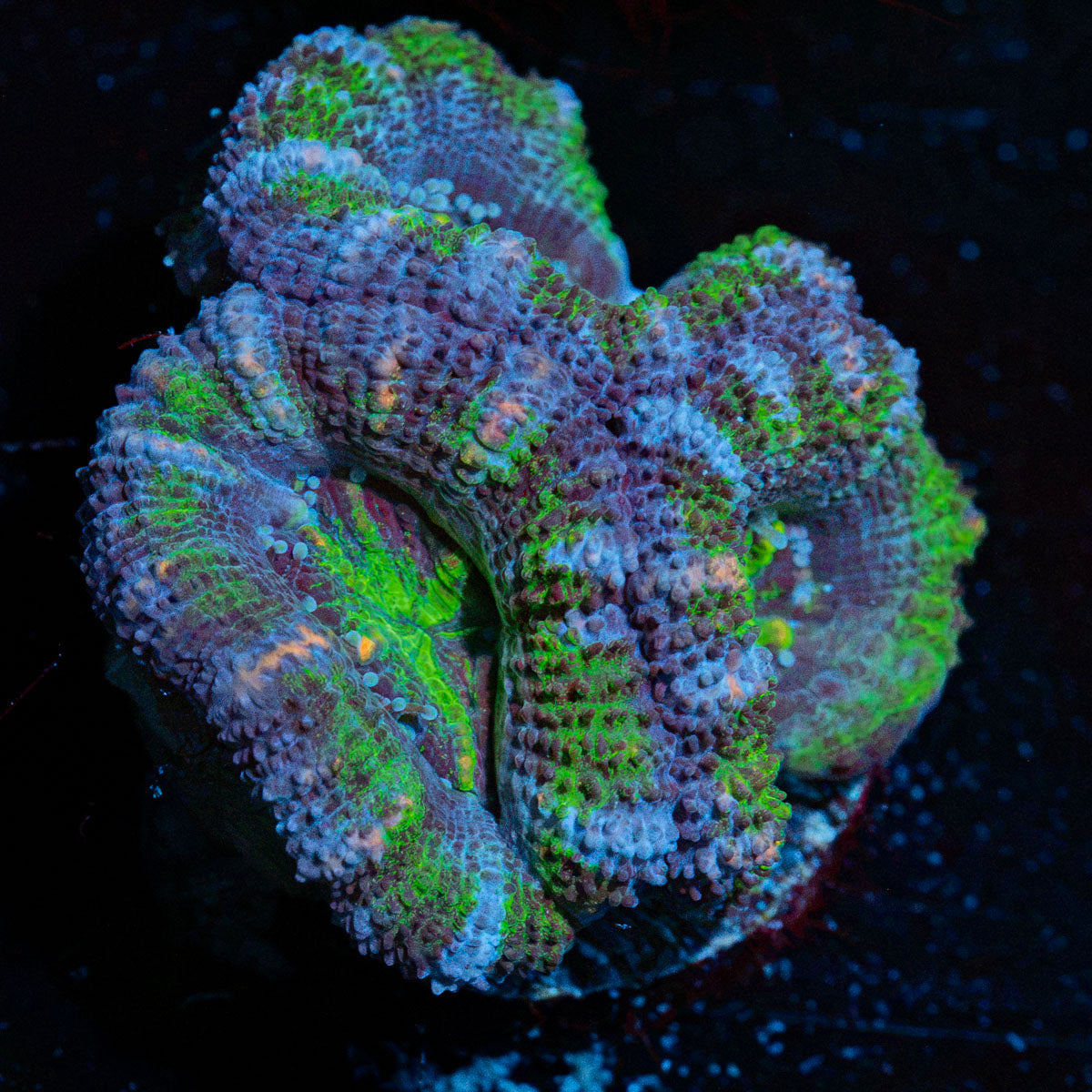 Acan Coral with fleshy polyps in reef aquarium environment