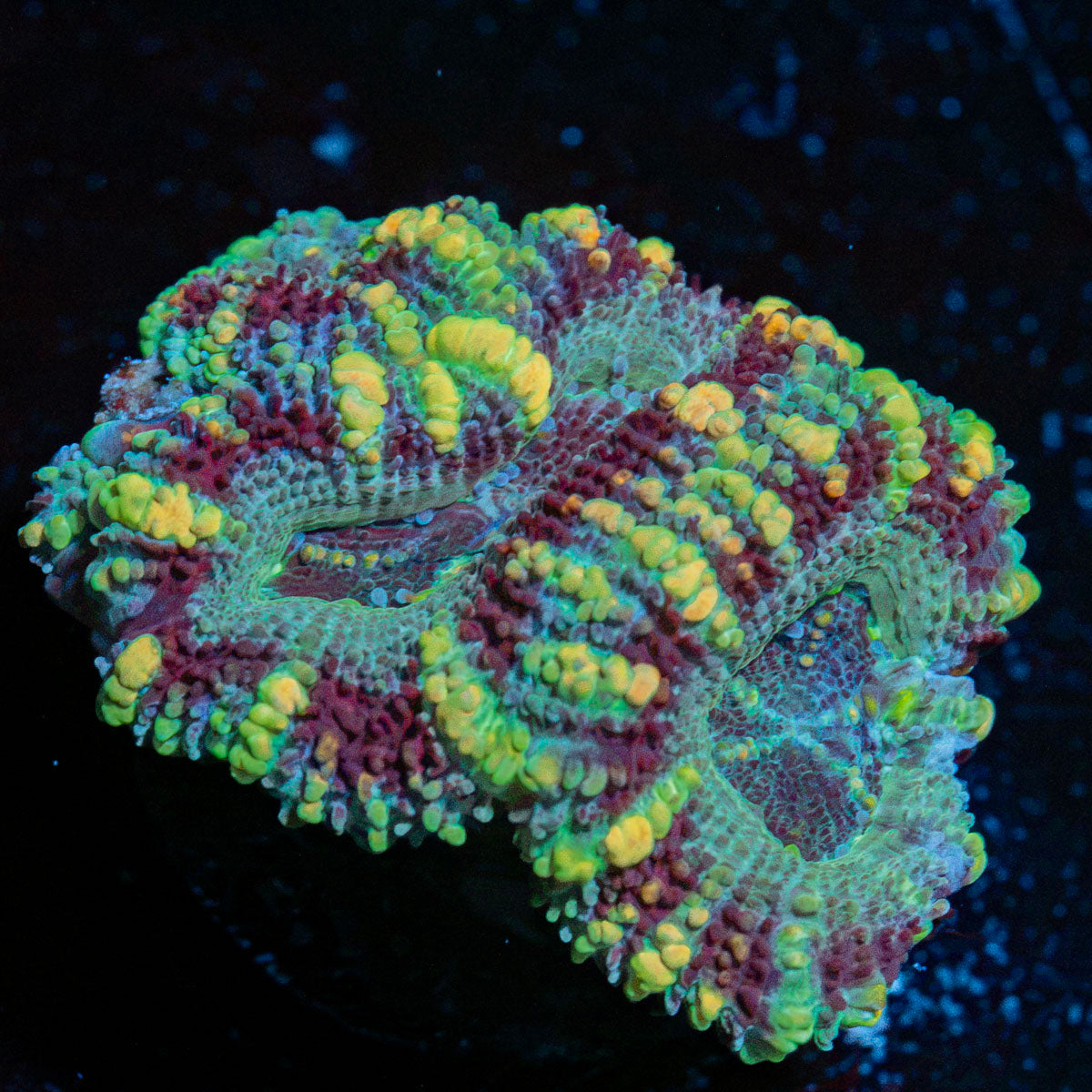 Acan Coral with fleshy polyps in reef aquarium