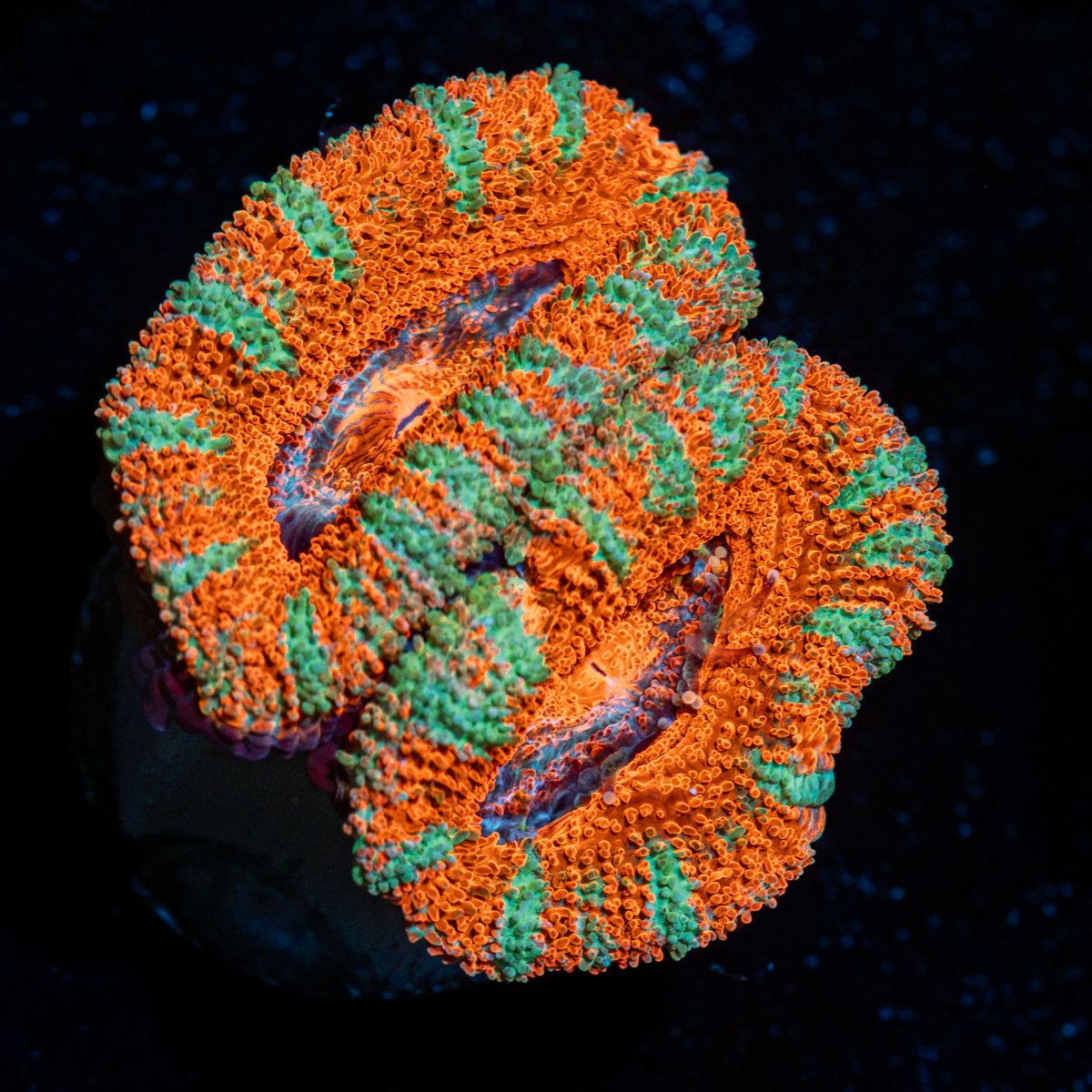 Acan Coral with fleshy polyps in reef aquarium