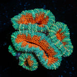 Acan Coral with fleshy polyps in reef aquarium