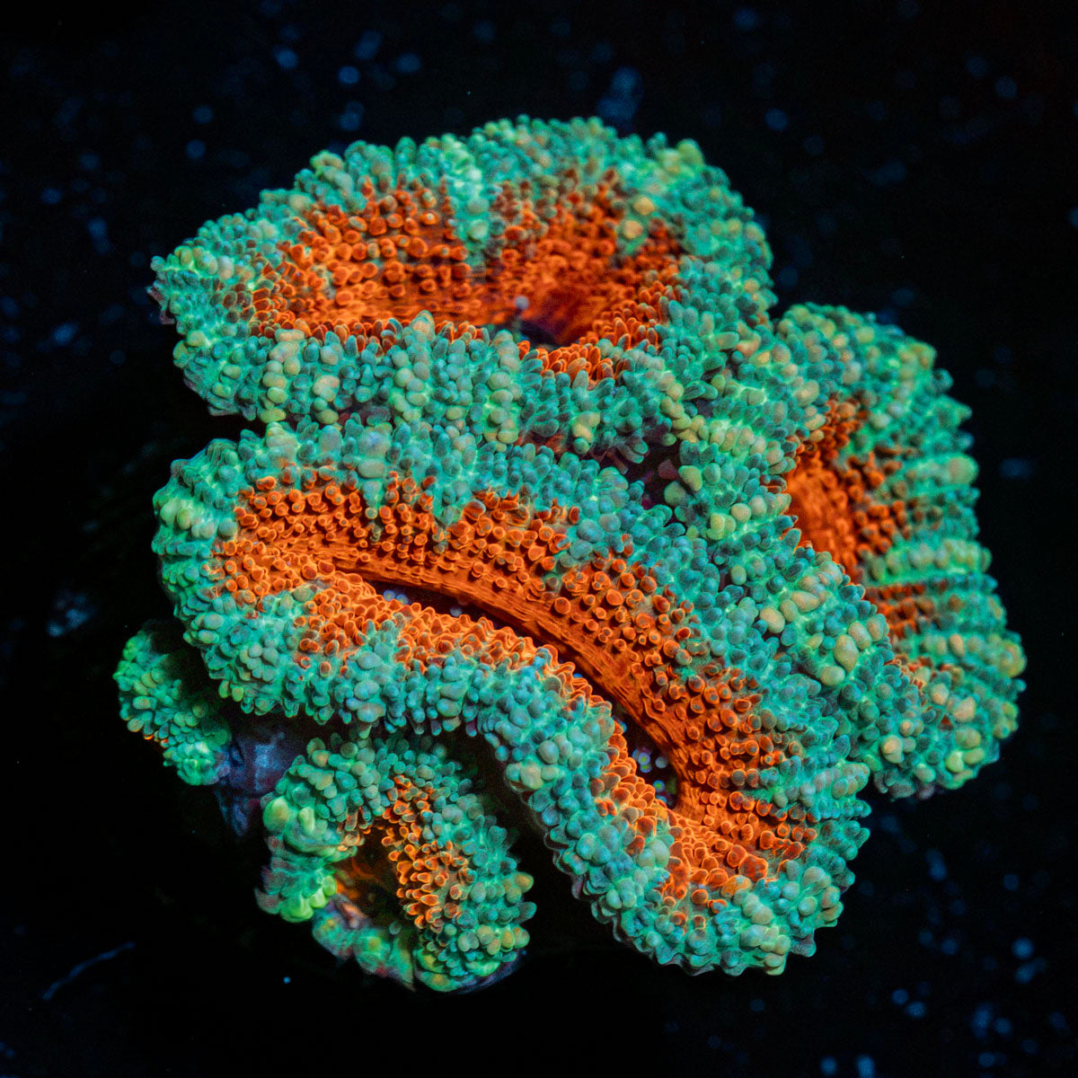 Acan Coral with fleshy polyps in reef aquarium