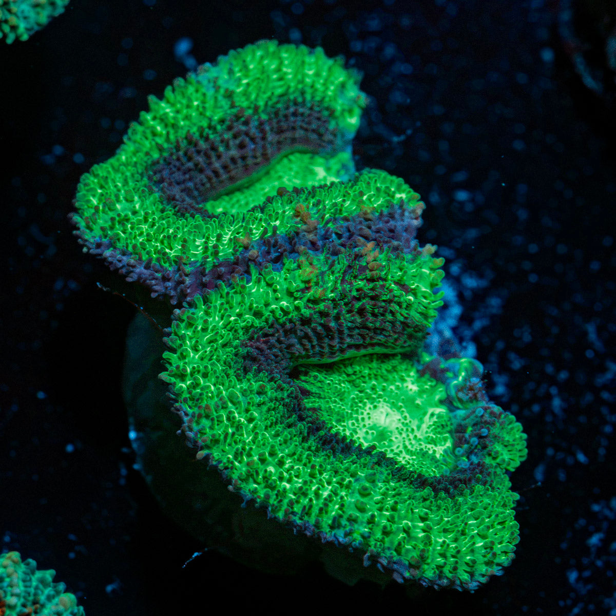 Acan Coral with fleshy polyps in reef aquarium