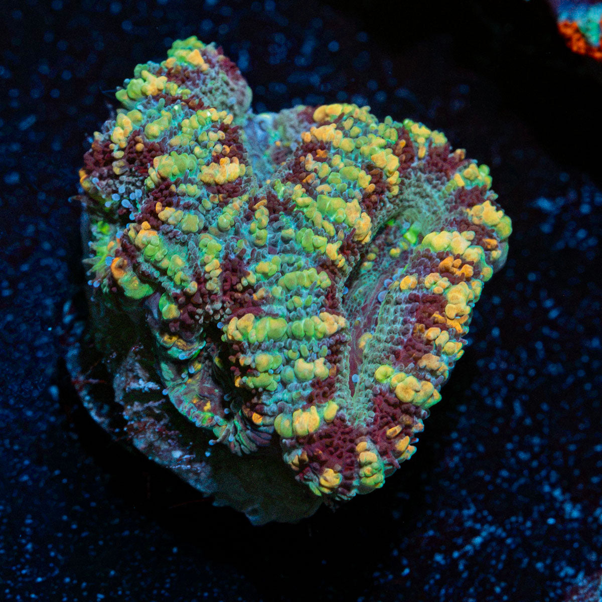 Acan Coral with fleshy polyps in reef aquarium
