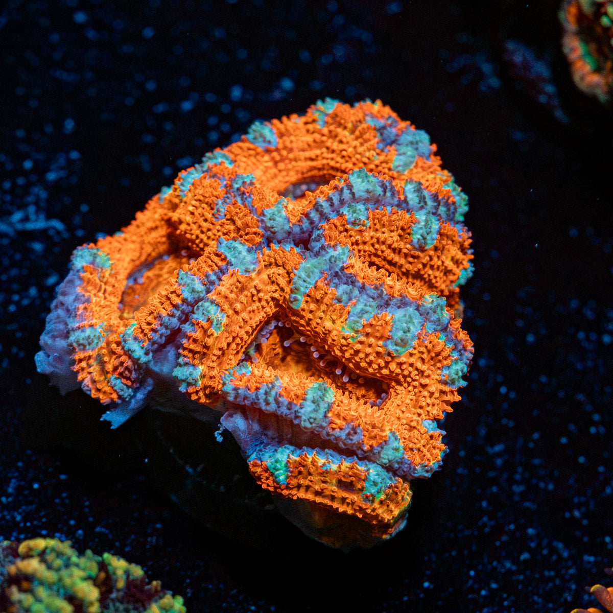 Acan Coral with fleshy polyps in reef aquarium