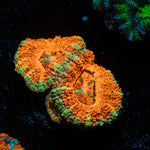 Acan Coral with fleshy polyps in reef aquarium