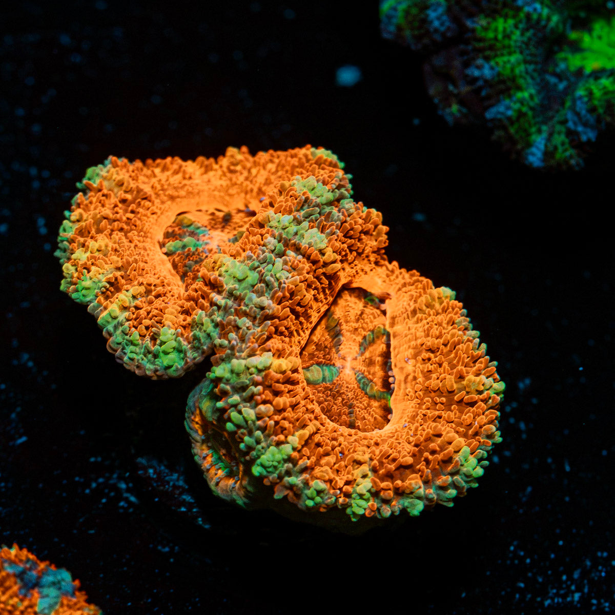 Acan Coral with fleshy polyps in reef aquarium