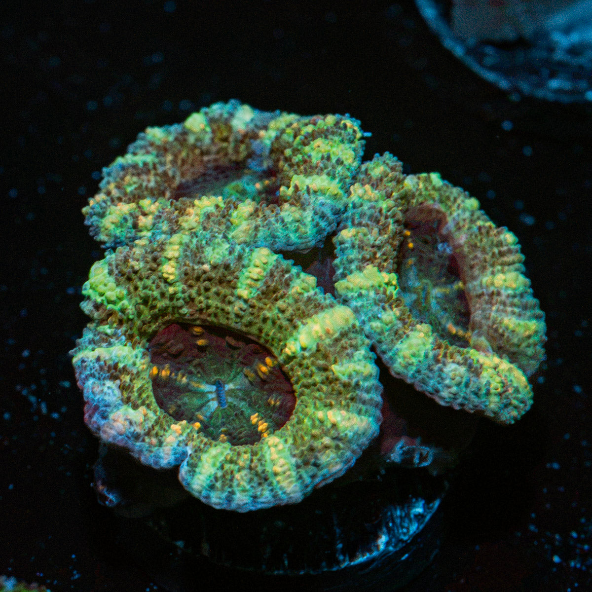 Acan Coral with fleshy polyps in reef aquarium