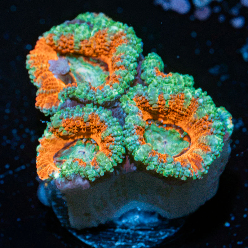 Acan Coral with fleshy polyps in reef aquarium