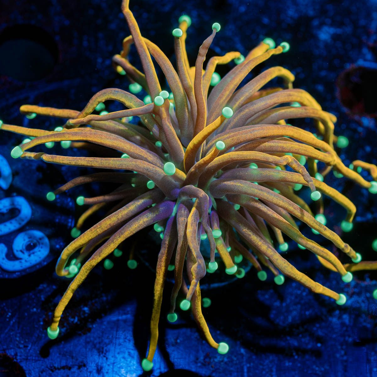 Blow Torch Euphyllia
