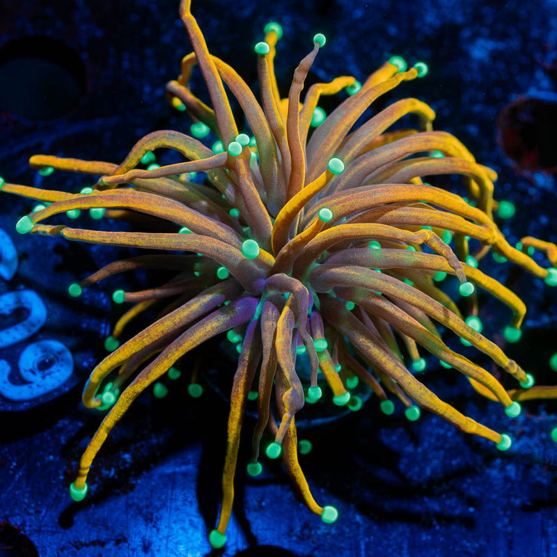 Blow Torch Euphyllia