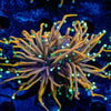 Blow Torch Euphyllia