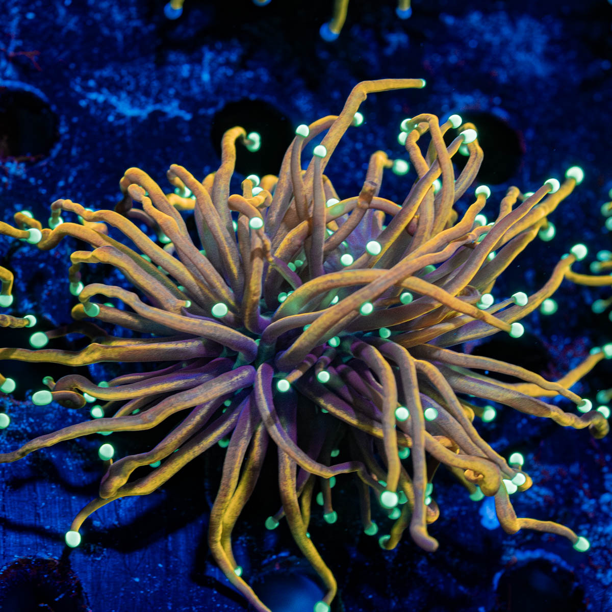 Blow Torch Euphyllia