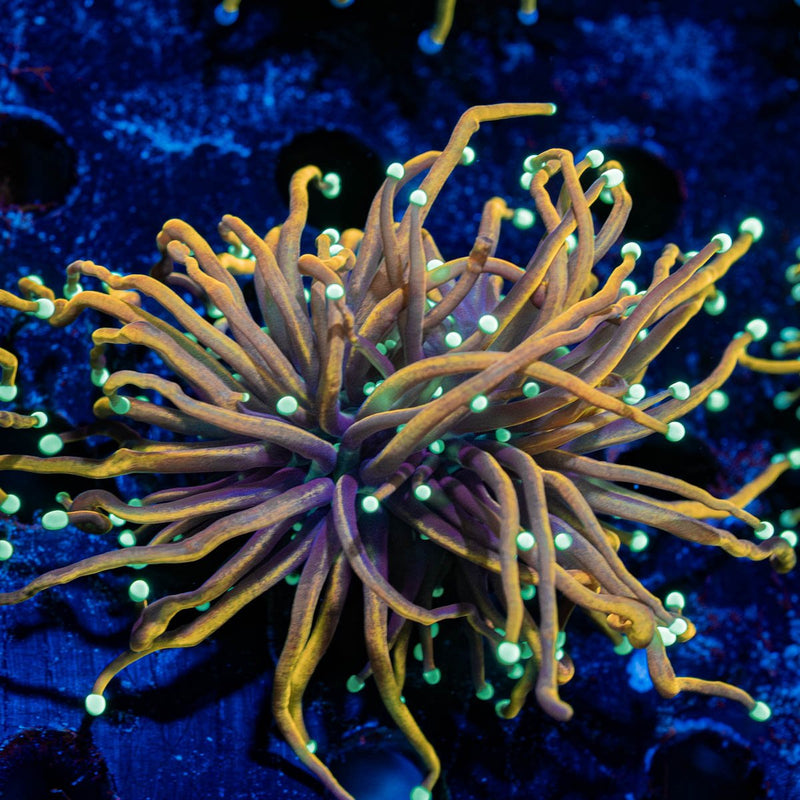 Blow Torch Euphyllia