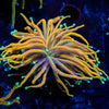Blow Torch Euphyllia