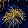 Blow Torch Euphyllia