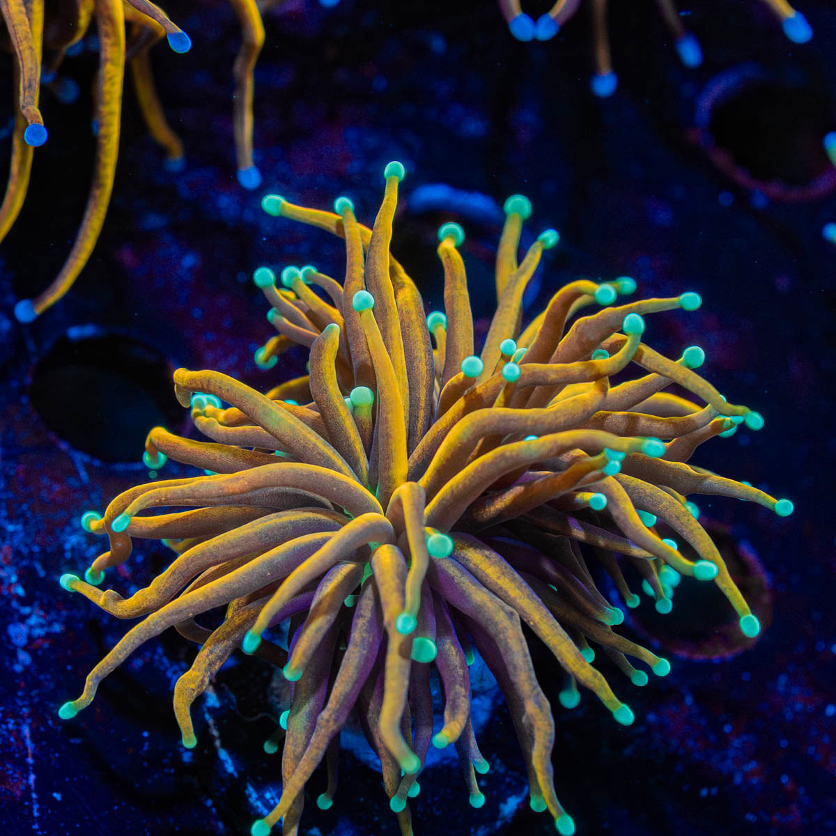 Blow Torch Euphyllia