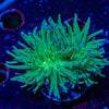 Blue Tipped Torch Euphyllia 
