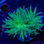 Blue Tipped Torch Euphyllia 