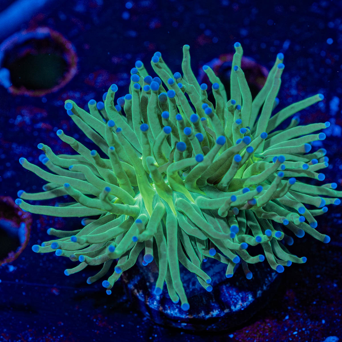 Blue Tipped Torch Euphyllia 