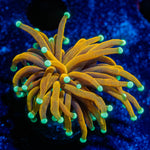 inferno Torch Euphyllia 