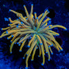 Dragon Tamer Torch Euphyllia 