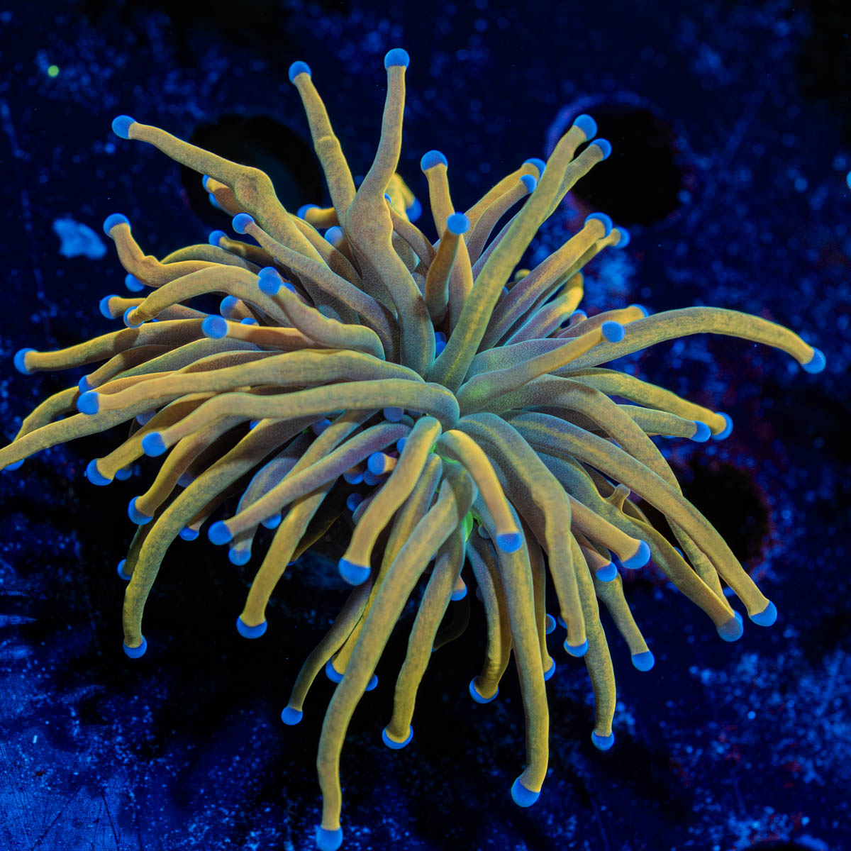 Dragon Tamer Torch Euphyllia 